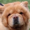 CHEWIE