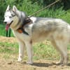 THORAK