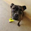 ZARA "En cours d'adoption"