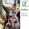 CELINE