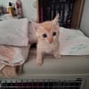 Arya, la boite à ronrons