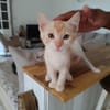 Arya, la boite à ronrons