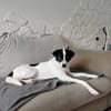 Pongo