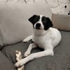 Pongo