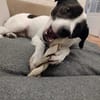 Pongo