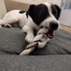 Pongo
