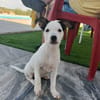 CHIPIE (Animalea)