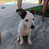 CHIPIE (Animalea)