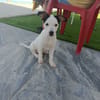 CHIPIE (Animalea)