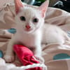 BELLA n°2