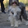 ALBER