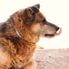 TURCO (Patitas)