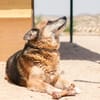 TURCO (Patitas)