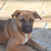 APOLLO