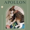 Apollon