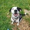 Amara sucht geduldiges Zuhause