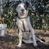 Amara sucht geduldiges Zuhause