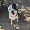 Amara sucht geduldiges Zuhause
