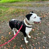 Amara sucht geduldiges Zuhause