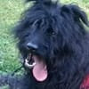 BOBBY sucht Zuhause