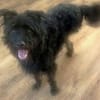 BOBBY sucht Zuhause