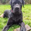 Cane Corso sucht Rasseliebhaber