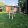 Dein Freund Buddy