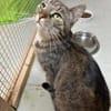 Kleine Freigängerkatze