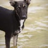 Finn - ein fröhlicher Welpe