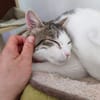 Bibbi & Tina zwei süße verschmuste Mäuse