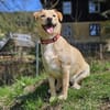 SAYA - geb. ca. 05/2024 - Mischling
