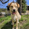 SAYA - geb. ca. 05/2024 - Mischling