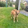 Jule sucht neues Zuhause