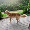 Jule sucht neues Zuhause