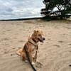 Jule sucht neues Zuhause