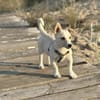 Dino sucht ein Körbchen