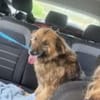 Lavosucht seine Menschen💙🐾💙