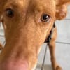 Willow - Hündin mit großem Herz