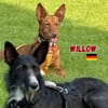 Willow - Hündin mit großem Herz