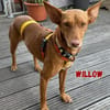 Willow - Hündin mit großem Herz