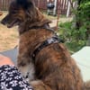 STELLA - ruhige, brave Begleithündin ❤