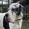 Carlo - souveräne Doggenfans gesucht