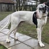 Carlo - souveräne Doggenfans gesucht