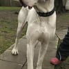 Carlo - souveräne Doggenfans gesucht