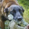 Niki - Temperament auf 3 Beinen