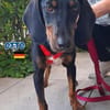 Otto - Liebenswertes Schlappohr