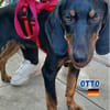 Otto - Liebenswertes Schlappohr