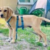 Antonio sucht sein Körbchen