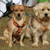 RAYO - wunderbares Hundepärchen 🐶🐶