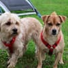 RAYO - wunderbares Hundepärchen 🐶🐶